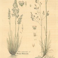 PFLANZEN. - Gräser. - Schmiele. Picture 1