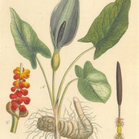 GIFTPFLANZEN. - Aronstabgewächs. Picture 1