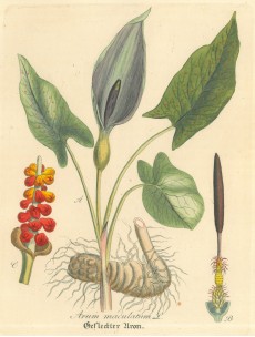 Picture 1