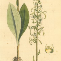 BLUMEN. - Hyazinthen. Bild 1