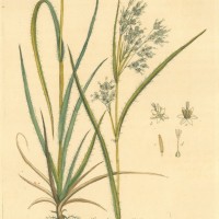 PFLANZEN. - Gräser. - Hainsimse. Picture 1