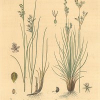 PFLANZEN. - Gräser. - Simse. Picture 1