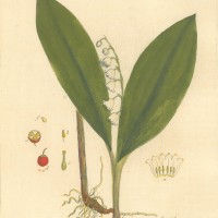 BLUMEN. - Maiglöckchen. Picture 1