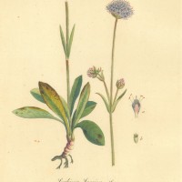 HEILPFLANZEN. - Teufelsabbiss. Bild 1