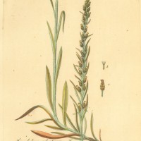 HEILPFLANZEN. - Ruhrkraut. Picture 1