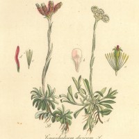 HEILPFLANZEN. - Ruhrkraut. Picture 1