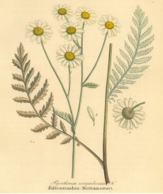 Picture 1