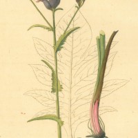 PFLANZEN. - Färber-Scharte. Picture 1