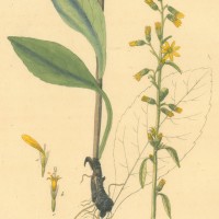 HEILPFLANZEN. - Goldrute. Picture 1