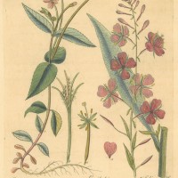 BLUMEN. - Blutweiderich. Picture 1