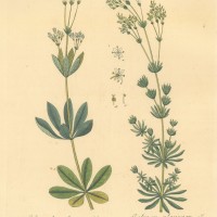 HEILPFLANZEN. - Labkräuter. Bild 1