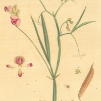 HEILPFLANZEN. - Platterbse. Picture 1