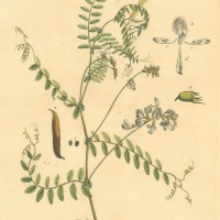 BLUMEN. - Wicke. Picture 1
