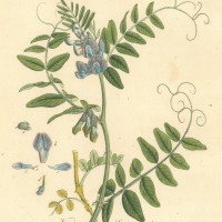BLUMEN. - Wicke. Picture 1