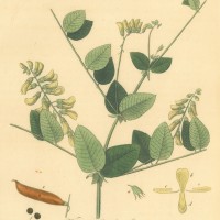 BLUMEN. - Wicke. Bild 1
