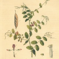 BLUMEN. - Wicke. Bild 1