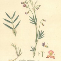 HEILPFLANZEN. - Platterbse. Picture 1