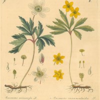 BLUMEN. - Anemone. Bild 1
