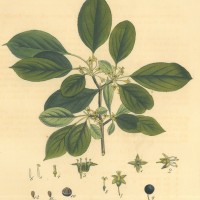 HEILPFLANZEN. - Kreuzdorn. Picture 1