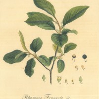 HEILPFLANZEN. - Faulbaum. Picture 1