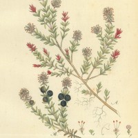 HEILPFLANZEN. - Krähenbeere. Picture 1