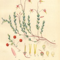 FRÜCHTE. - Moosbeere. Picture 1