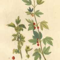 FRÜCHTE. - Johannisbeere. Picture 1