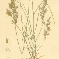 PFLANZEN. - Gräser. - Schwingel. Picture 1