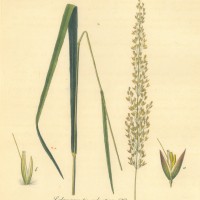 PFLANZEN. - Gräser. - Reitgras. Picture 1