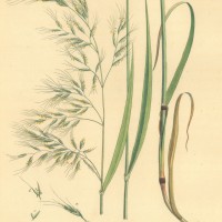 PFLANZEN. - Gräser. - Trespe. Bild 1
