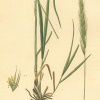 PFLANZEN. - Gräser. - Haargras. Bild 1