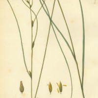 PFLANZEN. - Gräser. - Segge. Picture 1