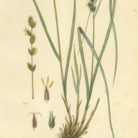 PFLANZEN. - Gräser. - Segge. Bild 1
