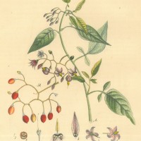 GIFTPFLANZEN. - Bittersüßer Nachtschatten. Bild 1