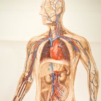 MEDZIN. - Anatomie. - Blutkreislauf. Bild 1