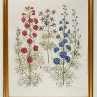 HORTUS EYSTETTENSIS. Bild 1