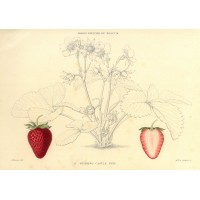FRÜCHTE. - Erdbeere. Picture 1