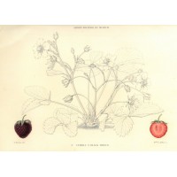 FRÜCHTE. - Erdbeere. Bild 1