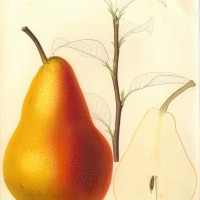 FRÜCHTE. - Birne. Picture 1