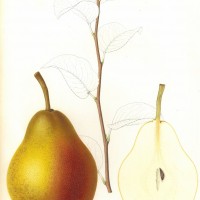 Picture 1