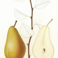 Picture 1