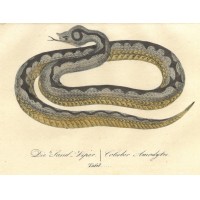 SCHLANGE. - Viper. Picture 1