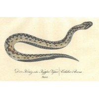 SCHLANGE. - Viper. Picture 1