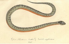 Picture 1