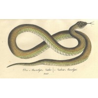 SCHLANGE. - Natter. Picture 1