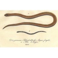 SCHLANGE. - Blindschleiche. Picture 1