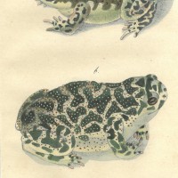 FROSCH. Picture 1