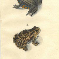 FROSCH. Bild 1