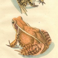 FROSCH. Bild 1