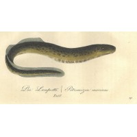 FISCHE. - Lamprette. Bild 1